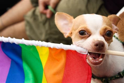 After Fezco was abandoned at a local shelter by his previous own for being "gay," a North Carolina gay couple stepped in to adopt the pup. https://bit.ly/3Lh...